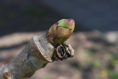 Aralia elata 'Aureovariegata' - arálie štíhlá - pupen